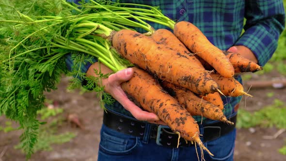 A Man Farmer is Holding a Harvest of Carrots in His Hands