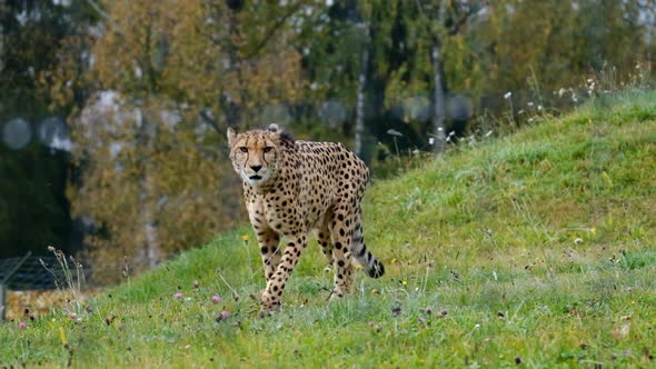 Beautiful cheetah walking in slow motion on grass