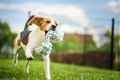 Dog run Beagle fun - PhotoDune Item for Sale