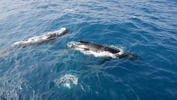 Humpback Whales in the Drake Passage