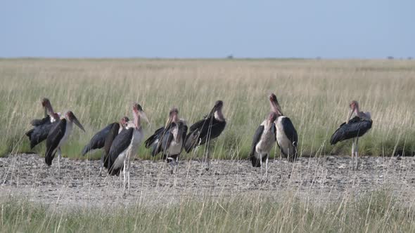 Marabou stork at Nata Bird Sanctuary in Botswana