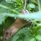 Little striped field mouse nibbles on a plant - VideoHive Item for Sale