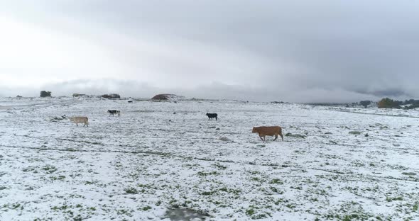 Aerial view of cattle in a field with snow, Sefat, Upper Galilee, Israel.