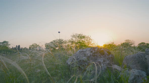 Beautiful steppe grasses with stones