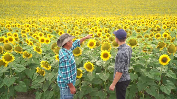 Rear View of a Farmers Standing in a Sunflowers Field