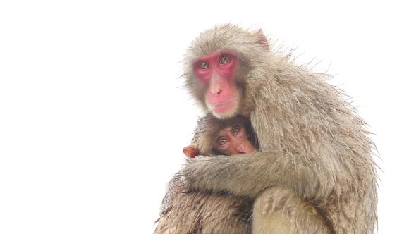 Japanese Monkey In The Rain