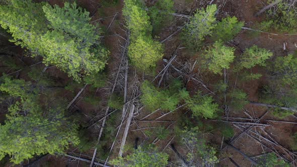 Flying over pine tree forest looking down at the ground