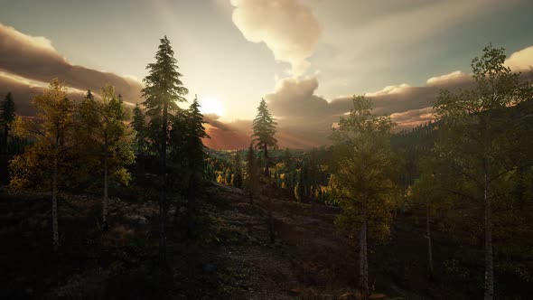 Sunlight in Forest at Sunset alt