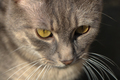 Portrait of a cat - PhotoDune Item for Sale