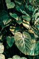 Philodendron gloriosum leaves in tropical greenhouse with sunlight. Green plants in jungle forest. - PhotoDune Item for Sale