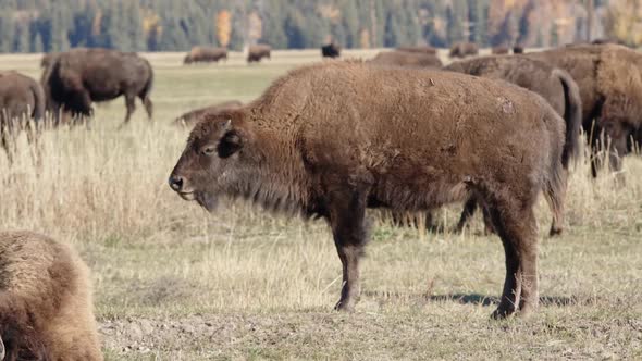 Young bison scratching its nose with its hoof