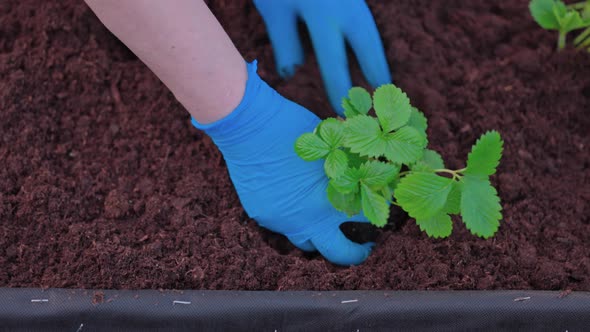 Close up view of woman's hands planting strawberry bush into ground on garden bed. Sweden.