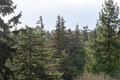 Tree tops landscape - PhotoDune Item for Sale