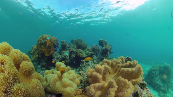 Coral Reef with Fish Underwater. Bohol, Philippines.