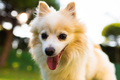 German Spitz dog pomeranian outdoors portrait - PhotoDune Item for Sale