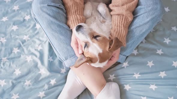 Young Loving Girl Blue Jeans and White Socks Stroking Caressing Small Jack Russell Dog with Her Hand