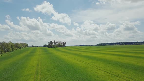 Green wheat field landscape. Barley field aerial landscape. Aerial agriculture wheat field green