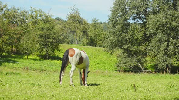 Horse grazing in the meadow