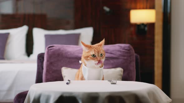 Waiter and ginger cat in a hotel room