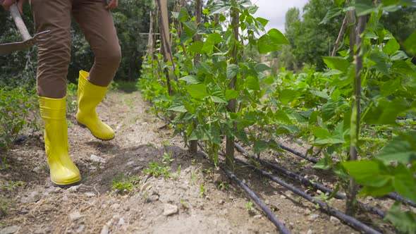 Bean Seedlings.