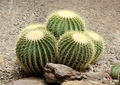 Cactus plants in an arid dry desert environment - PhotoDune Item for Sale