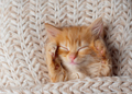 Cute little red kitten sleeps on fur blanket - PhotoDune Item for Sale