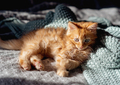 kitten in a basket - PhotoDune Item for Sale