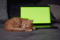 Concept , Cat working with notebook and green screen - PhotoDune Item for Sale