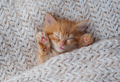 Cute little ginger kitten sleeps on fur white blanket - PhotoDune Item for Sale