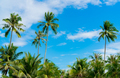 Coconut tree against blue sky and white clouds. Summer and paradise beach concept. Tropical coconut - PhotoDune Item for Sale