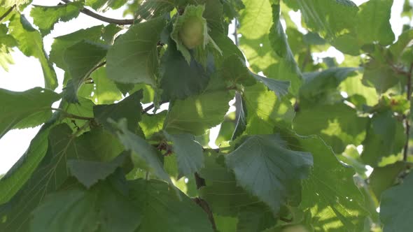 Hazelnut Trees Agriculture, Close up on Nuts