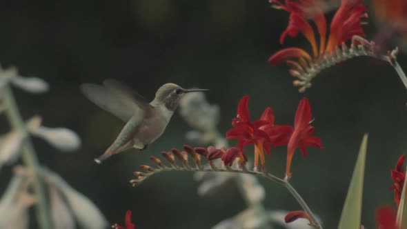 Tiny Hummingbird flying around red flowers and looks towards camera, slowmotion