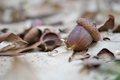 sprouted seed acorn - PhotoDune Item for Sale