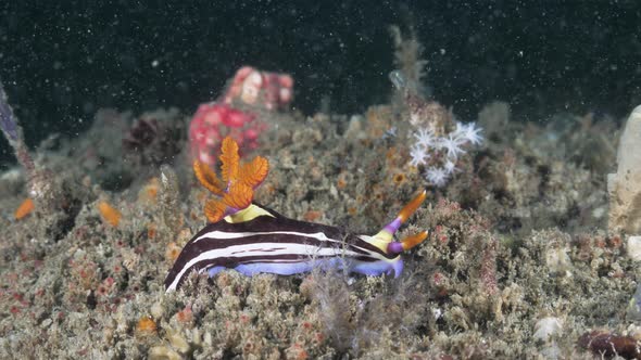 Vibrant coloured sea creature Nembrothaing along a coral reef. Underwater view