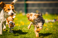 Cute Yorkshire Terrier dog running with beagle dog on gras on sunny day. - PhotoDune Item for Sale