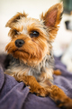 Adorable yorkshire terrier on the garden sofa portrait - PhotoDune Item for Sale