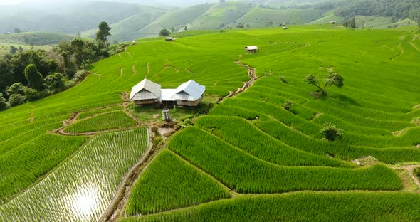 Rice Field Terrace on Mountain Agriculture Land