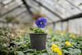 Blooming blue pansy viola flower in pot cultivated in greenhouse or nursery - PhotoDune Item for Sale