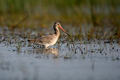 Black tailed Godwit bird in its habitat - PhotoDune Item for Sale