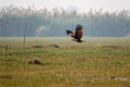 Brahminy kite bird flying over grasslands looking to hunt - PhotoDune Item for Sale