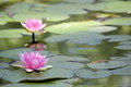 Pink water lily flowers on a pond - PhotoDune Item for Sale