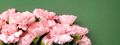 Bouquet of pink carnations flower on green background. - PhotoDune Item for Sale
