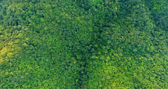 Top View of Mountain and Forest