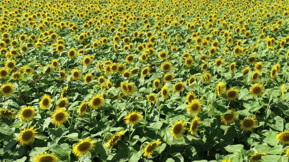 Sunny Day And Sunflowers