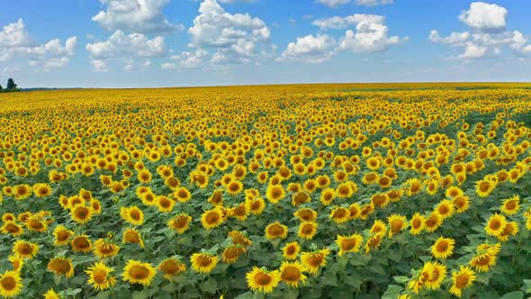 Drone Flying Over a Sunflower Field Moving Across a Field of Sunflowers