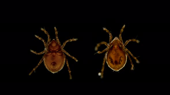 Oribatida Mite (Acari), Under the Microscope