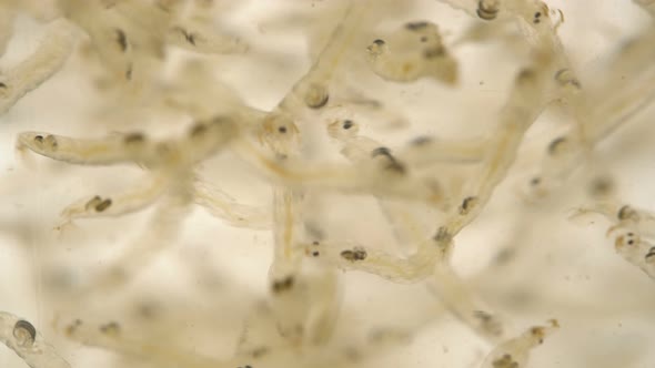 Chaoborus or Corethra Is a Mosquito Insect Larva alt