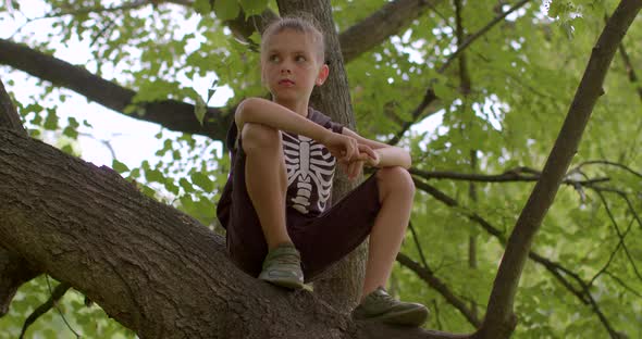 Child Boy Sits Alone on a Tree