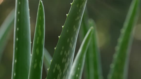 Aloe Vera 21