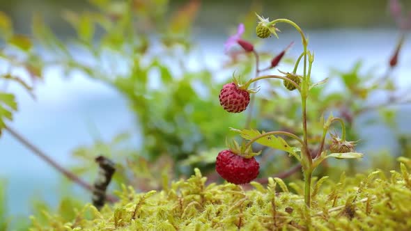 Berry of Ripe Strawberries Close Up